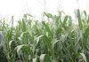 Alternativas de Producción de Maíz Forrajero Bajo Condiciones de Bajas Temperaturas AGROCOLUN 84 | AGRÍCOLA | Alternativas de Producción de Maíz Forrajero Bajo Condiciones de Bajas Temperaturas