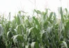 Identificación del Estado del Desarrollo de Maíz AGROCOLUN 84 | AGRÍCOLA | Identificación del Estado del Desarrollo de Maíz
