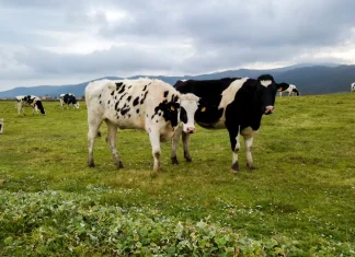 Cómo Saber Cuándo una Vaca Siente Dolor AGROCOLUN 84 | BIENESTAR ANIMAL | Cómo saber cuando una vaca siente dolor