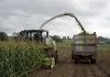 Compra de Maíz Ensilaje Como Alternativa para Predios Lecheros AGROCOLUN 84 | GESTIÓN | Compra de Maíz