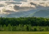 El Árbol Como Solución AGROCOLUN 84 | SUSTENTABILIDAD | El árbol como solución